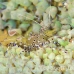 shrimp_cleaner_spotted_dome_nwp_h_0204_tci2155.jpg